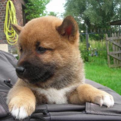 Diverses photos de nos shibas