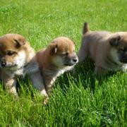 chiots